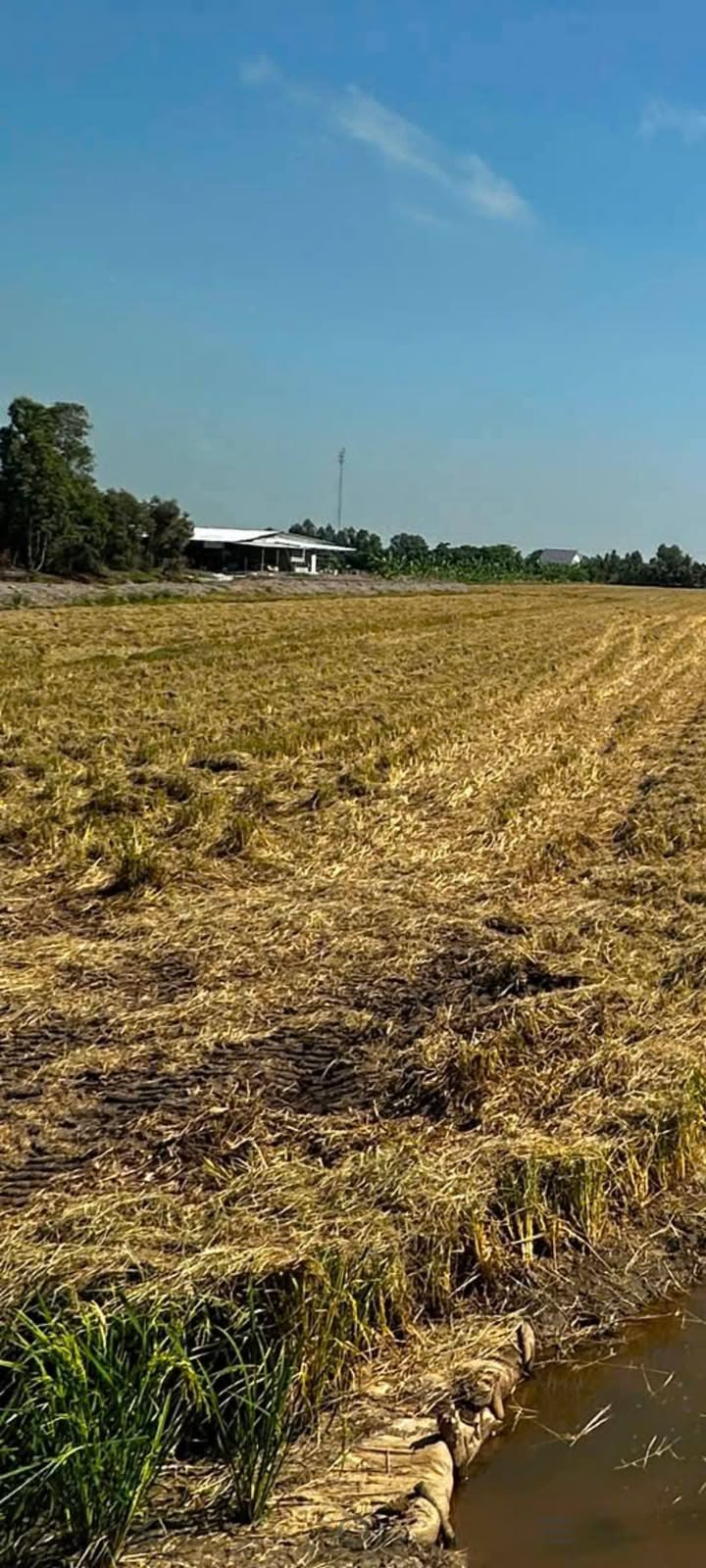 Đất thổ cư 300m² và 2 công đất CLN tại Tháp Mười - Giá chỉ 200 triệu VND