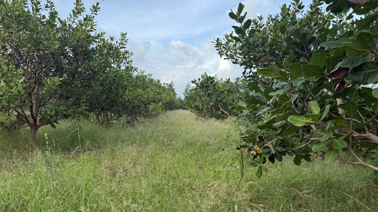 Đất nền Cam An Nam, Cam Lâm, Khánh Hòa 1513m² giá 257.21 triệu - Cơ hội đầu tư hấp dẫn!