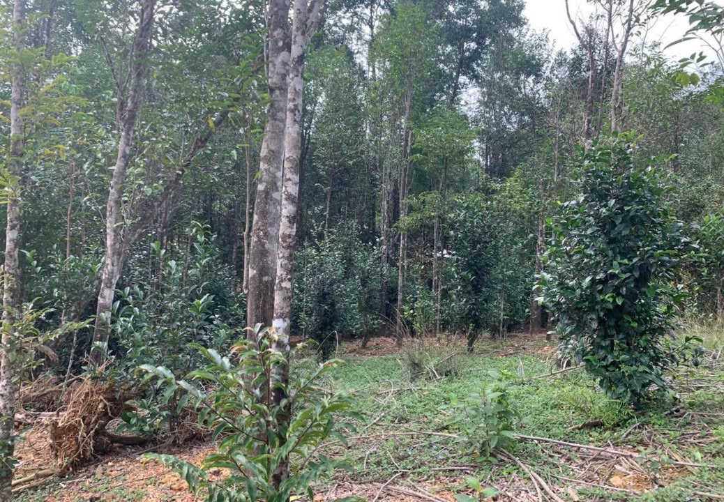 Đất nền Thủy Xuân, TP Huế 6500m² - Tiềm năng phát triển vượt trội!