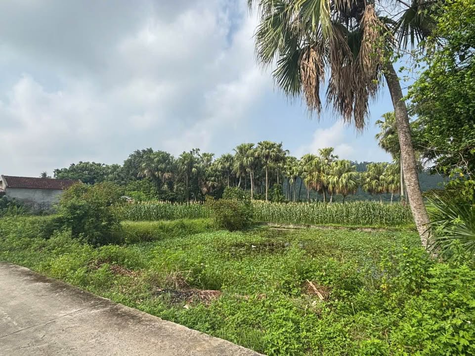 Đất nền Quảng Ngọc, Quảng Xương 1500m² giá 2.69 tỷ - Mặt tiền 40m siêu đẹp!