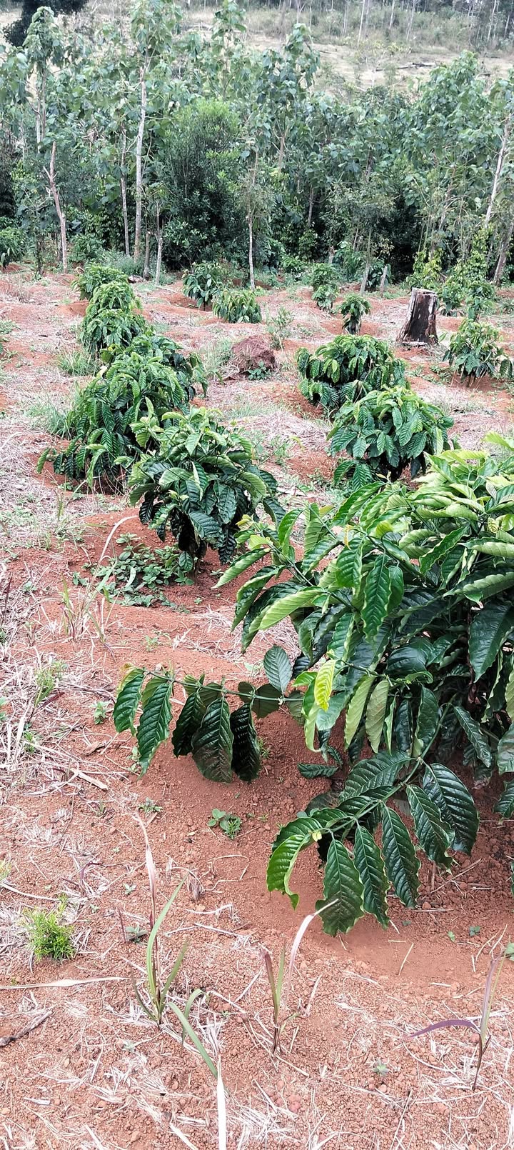 Đất rẫy 7 sào tại thôn 10, xã Nâm N'Jang, Đắk Song, giá 850 triệu - Cơ hội đầu tư hấp dẫn!