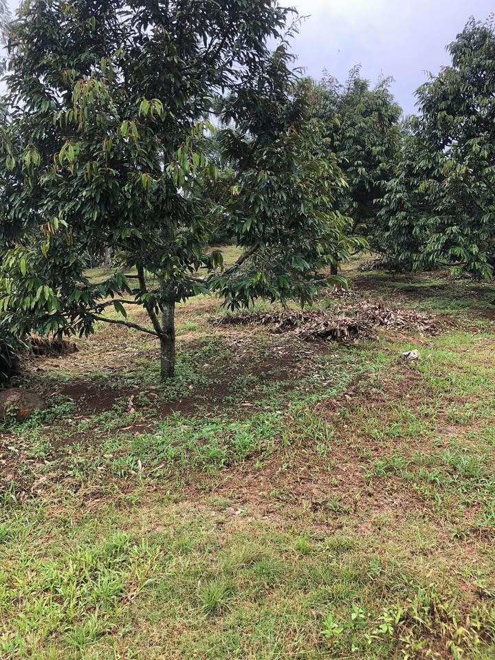 Đất vườn 6 sào Lộc An, Bảo Lâm giá 3.9 tỷ - Đầu tư sinh lời ngay!