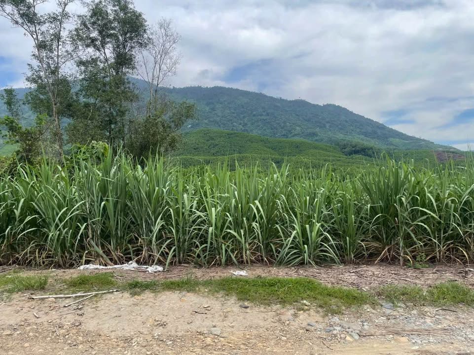 Đất nền xã Khánh Nam 6000m² giá 890 triệu - Mặt tiền đường ô tô vào tận nơi!