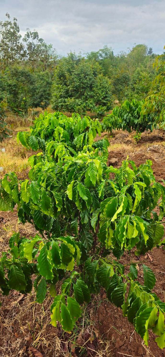 Đất nền 1.1 hecta tại xã Quảng Phú, Đắk Lắk - Sổ hồng đầy đủ, giá 1.385 tỷ