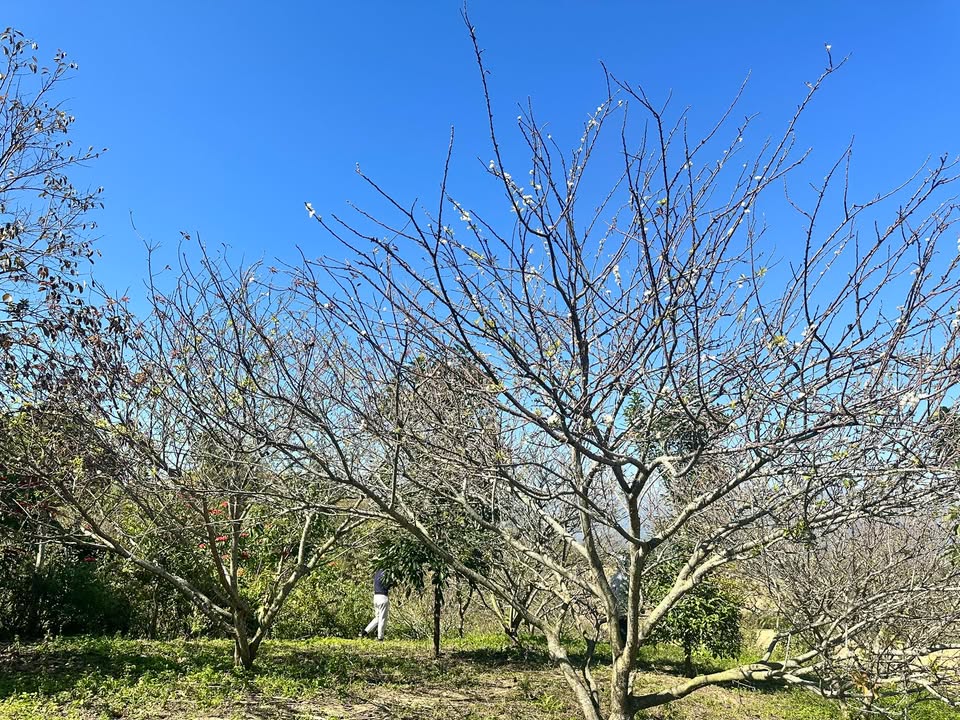 Đất vườn – Nhà ở Thảo Nguyên Mộc Châu 1.500m² giá chỉ 2 tỷ - Không gian nghỉ dưỡng lý tưởng!