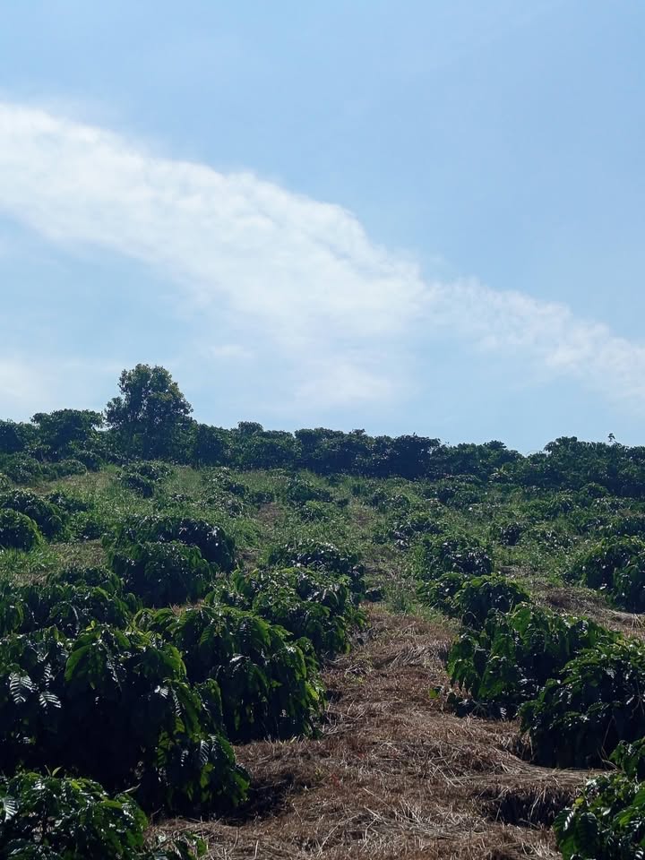 Lô đất đẹp tại xã Tân Nghĩa, Di Linh 3400m² giá 3 tỷ - Đường xe hơi vào tận nơi!