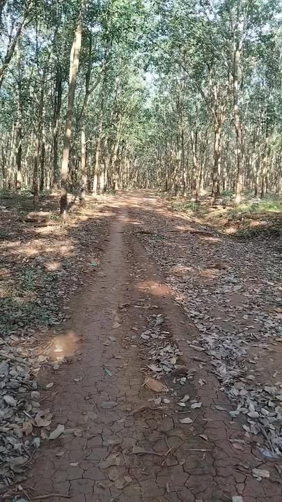 Đất thổ cư Phú Nghĩa Bù Gia Mập 36.000m² giá 670 triệu - Cơ hội đầu tư sinh lời!