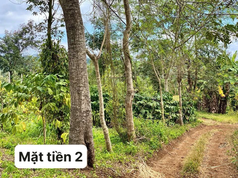 Đất nền 522m² Phường Thống Nhất Buôn Hồ giá chỉ 199 triệu - Đầu tư sinh lời ngay!