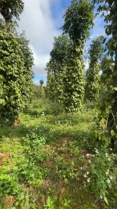 Đất Thuận Hạnh Đắk Song 15480m² giá 1.65 tỷ - Sổ hồng chính chủ!