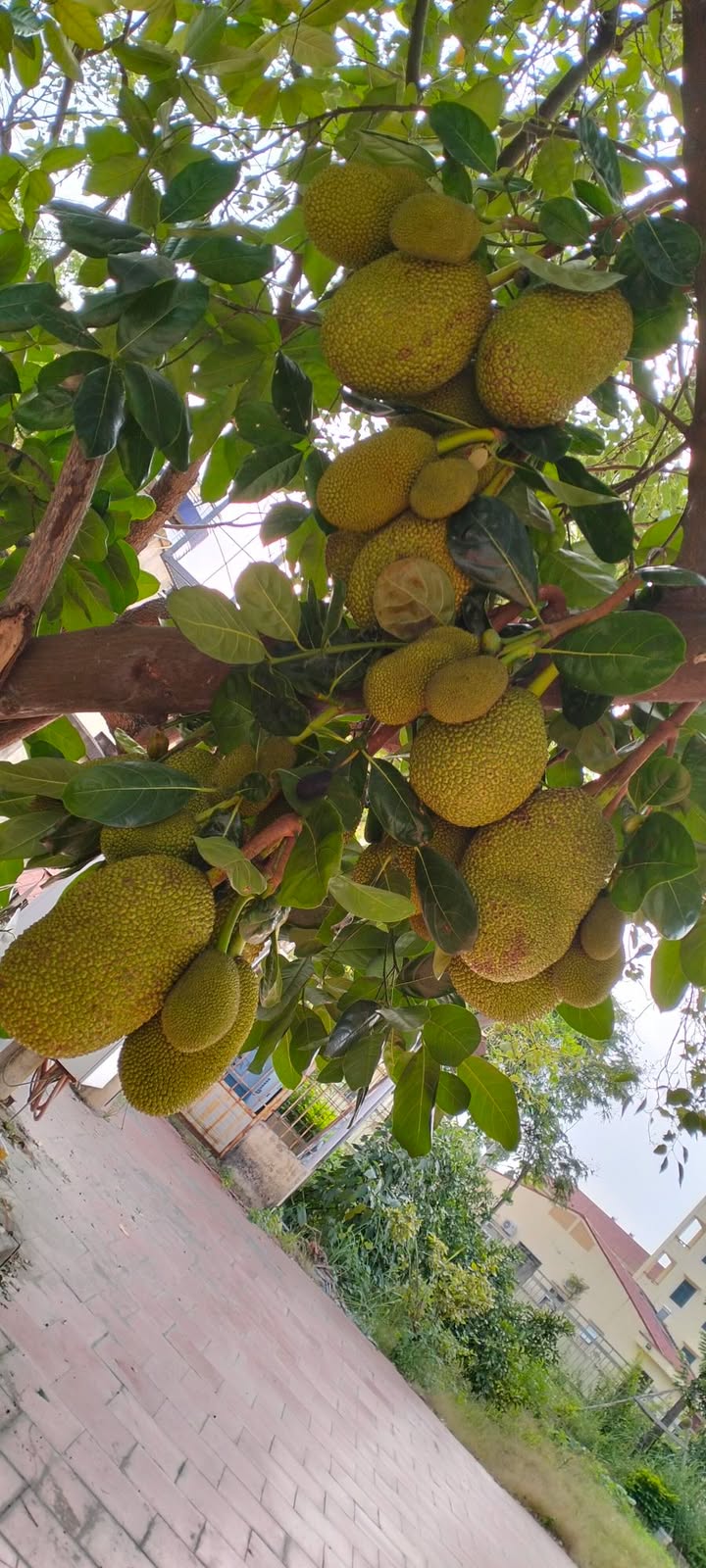 Đất nền Lai Hạ Lương Tài Bắc Ninh 80m² - Sổ đỏ chính chủ, giá mềm hấp dẫn!