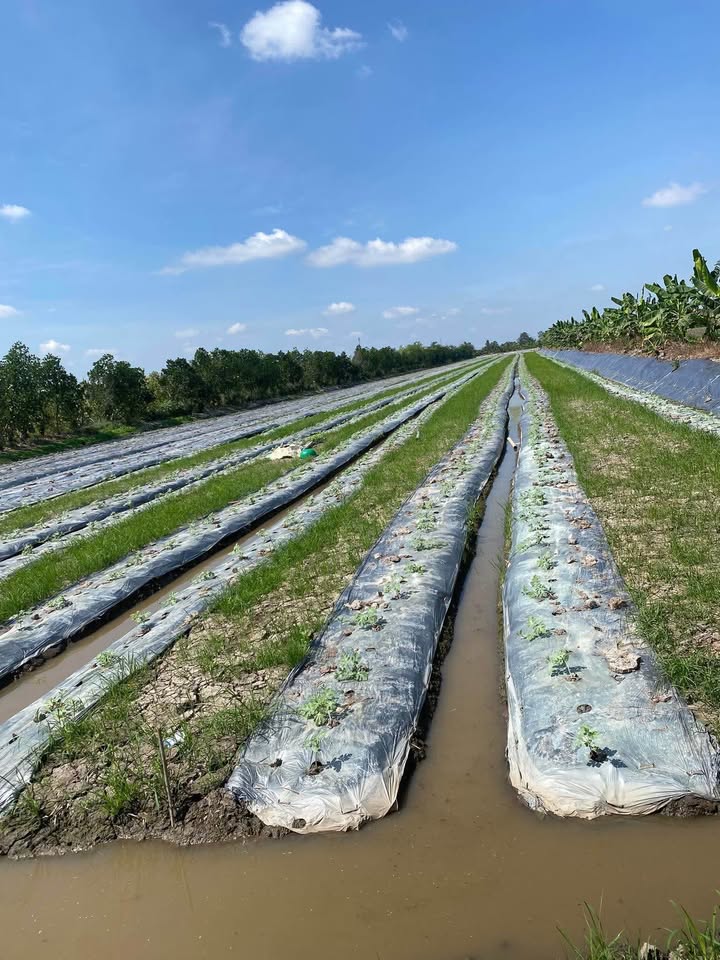 Đất nông nghiệp Tân Hưng, Bình Tân, Vĩnh Long 10.000m² giá 1.6 tỷ - Cơ hội đầu tư hấp dẫn!