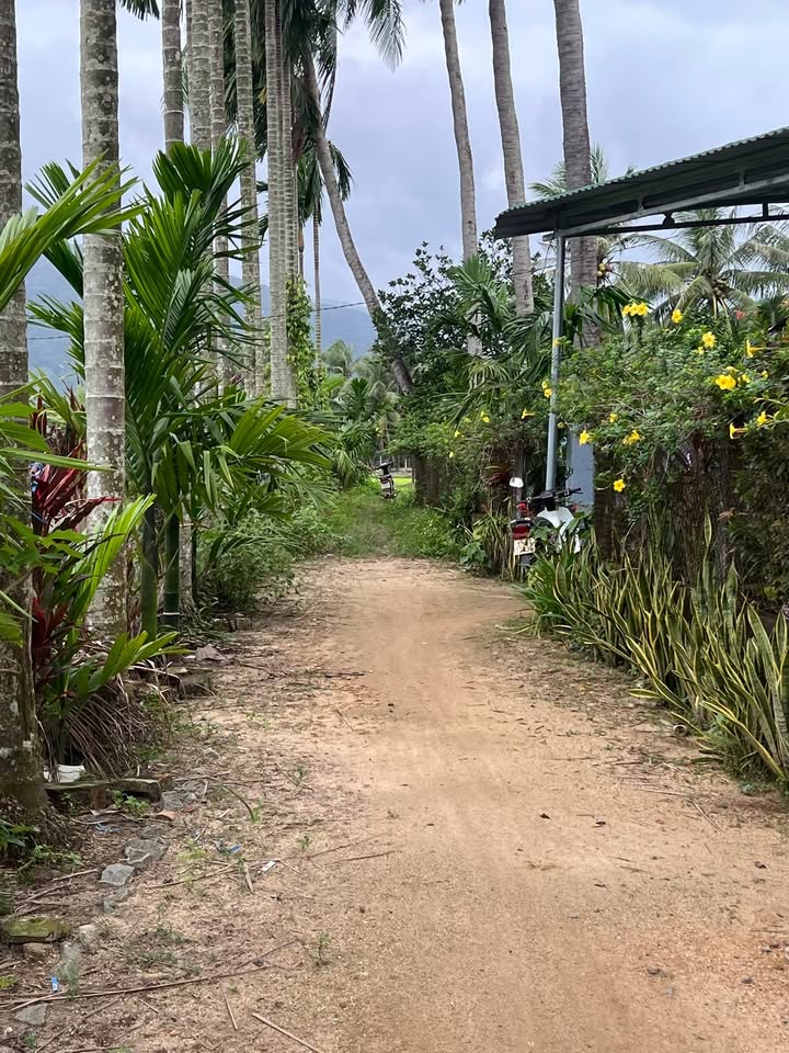 Đất trồng cây hàng năm tại Hoài Nhơn 583m² - Cơ hội đầu tư hấp dẫn!