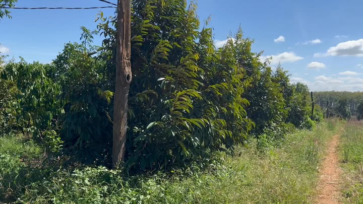 Farm 5ha Ia Hla Chư Pưh Gia Lai giá 1.405 tỷ - Đầu tư sinh lời hấp dẫn!