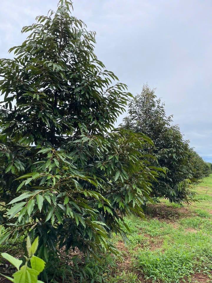 Farm 2,3ha tại Ia Kênh, Pleiku giá 6 tỷ - Đầu tư sinh lời ổn định!