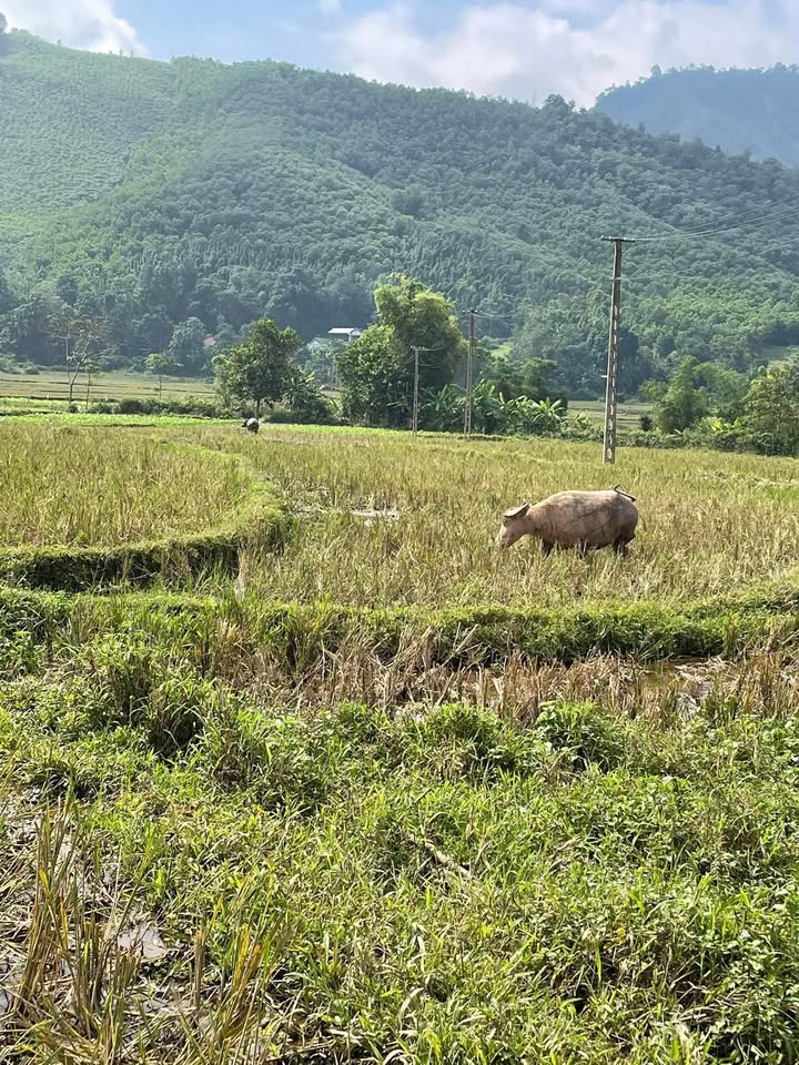 Đất nền 1800m² xã Minh Đài, Tân Sơn - Giá chỉ 1 tỷ, phù hợp nghỉ dưỡng!