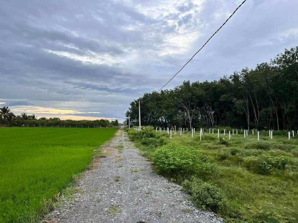 Đất thổ cư 140m² tại Bàu Đồn, Gò Dầu chỉ 400 triệu - Đầu tư lý tưởng!