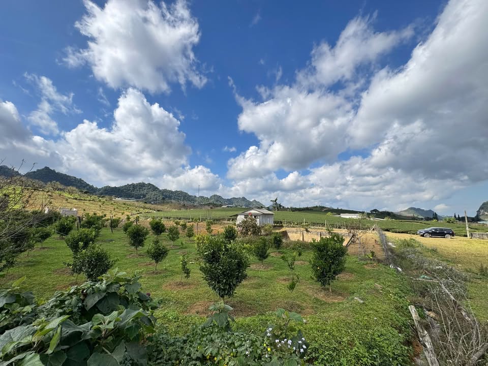 Bán đất Farm view đồi chè 3.314m² tại Mộc Châu - Cơ hội đầu tư hấp dẫn!