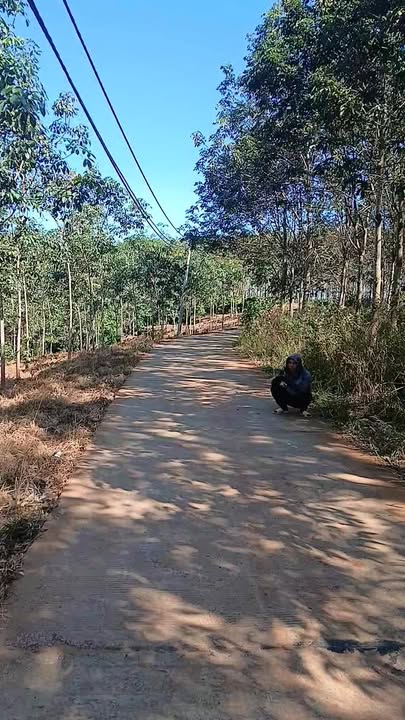 Bán rẫy cao su Đắk Hà 2,7ha giá 2 tỷ - Đầu tư sinh lời hấp dẫn!