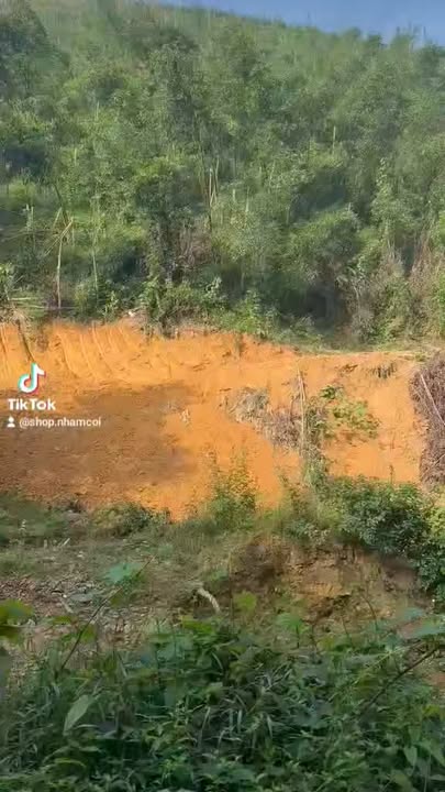 Đất rừng Nghĩa Dũng, Tân Kỳ 3,5 héc - Bán gấp chỉ 800 triệu