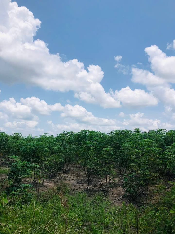 Đất CLN 130.000m² tại Thạnh Bình, Tây Ninh - Giá 14.3 tỷ, Gần mặt đường nhựa!