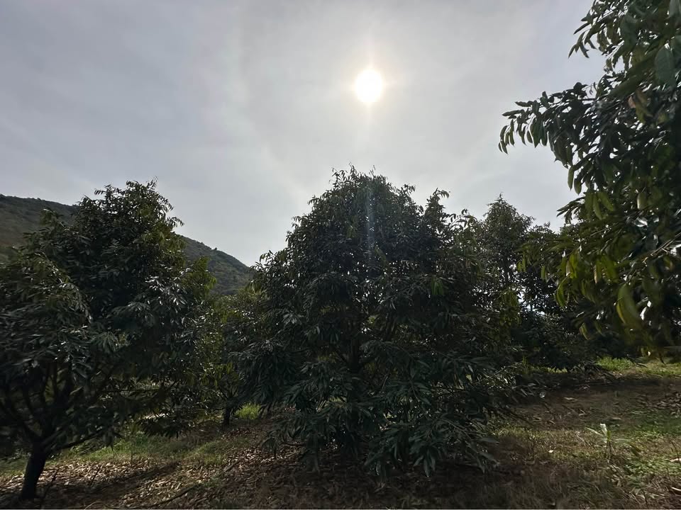 Đất Farm Đẹp Tại Đạ Huoai 1,1ha Giá Chỉ 370 Triệu - Cơ Hội Đầu Tư Hiếm Có!