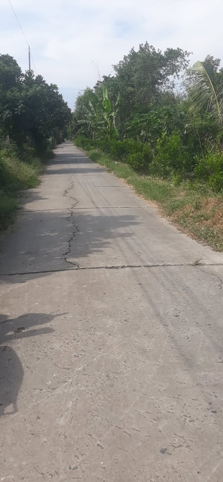 Farm Thanh Mỹ Đồng Tháp 5000m² giá 1.4 tỷ - Đầu tư vườn sầu riêng sinh lời!