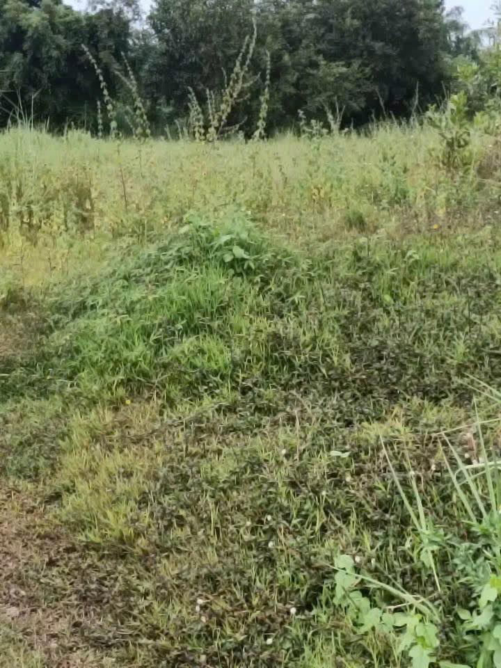 Đất mặt tiền Quốc lộ 13, Thanh Lương, Bình Long 4000m² giá 9.9 tỷ - Cơ hội đầu tư tuyệt vời!