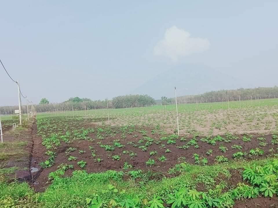 Đất sổ đỏ 5000m² xã Phan, Dương Minh Châu, Tây Ninh - Chính chủ bán gấp 1 tỷ!