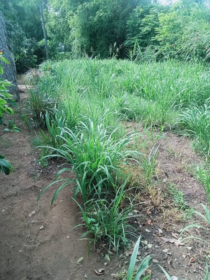 Đất mặt tiền HL5 xã Mỹ Long 902m² giá 2.024 tỷ - Cơ hội đầu tư hấp dẫn!