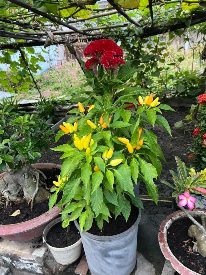 Bán đất tặng nhà cấp 4 tại phường Hố Nai, Biên Hòa 246m² giá 4.99 tỷ - Sổ đỏ chính chủ!