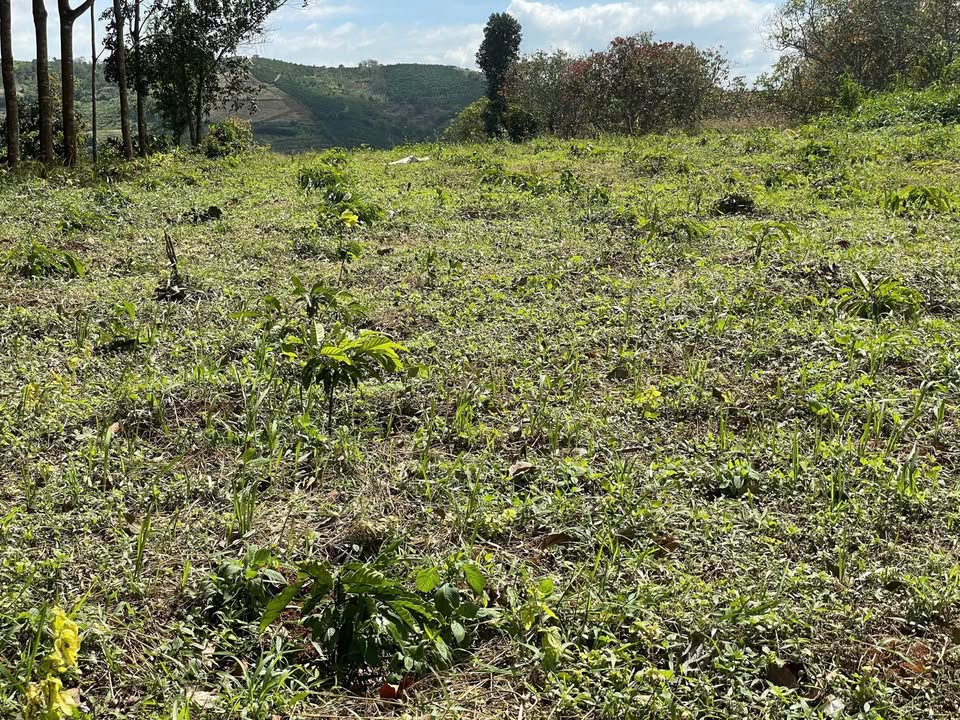 Đất nền Đắk Nia 1620m² giá 650 triệu - Phù hợp đầu tư tài chính thấp!