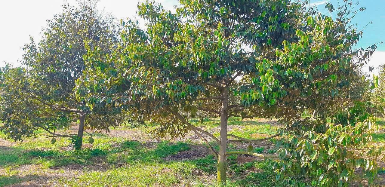 Đất vườn Sầu Riêng 8.600m² tại Bầu Lâm - Giá chỉ 6 tỷ, Đầu tư lý tưởng!