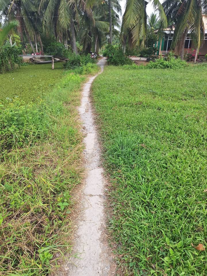 Bán đất vườn dừa An Ngãi Trung 19440m² giá 1.17 tỷ - Cơ hội đầu tư sinh lời!