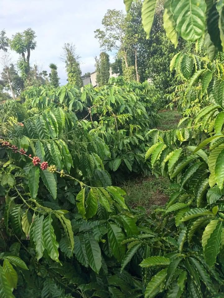 Đất cà phê 600m² tại thôn 6 Ea M'nang giá chỉ 500 triệu - Cơ hội đầu tư tuyệt vời!