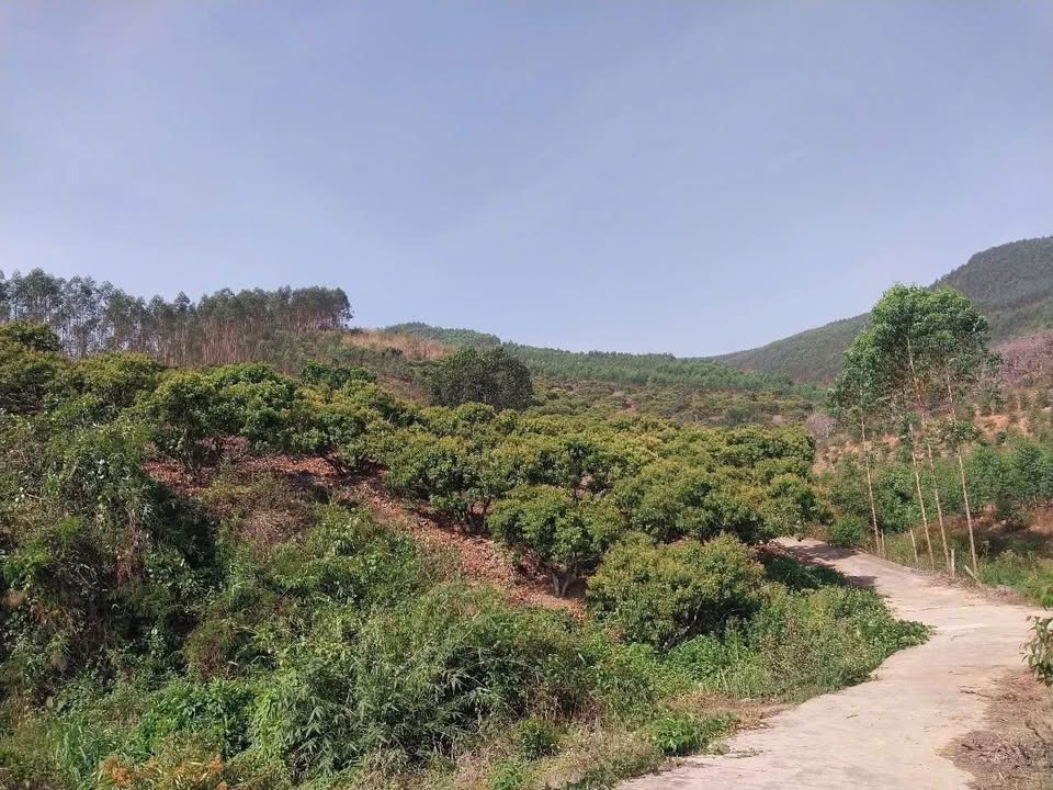 Đất vườn Đèo Gia Lục Ngạn 5000m² giá chỉ 900 triệu - Sổ đỏ chính chủ!