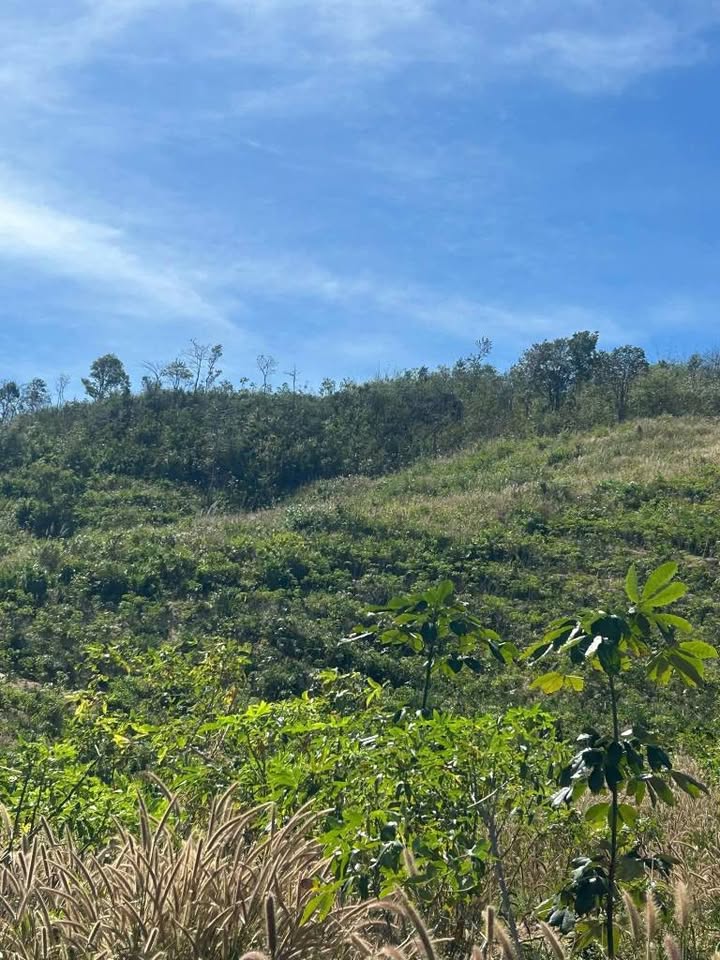 Đất trống 1.5ha tại Ngọc Réo, Đăk Hà - Giá tốt đầu tư sinh lời!