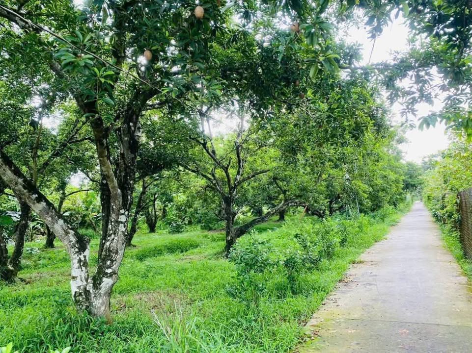 Đất vườn 543m² xã Phú Phong, Châu Thành - Giá chỉ 559 triệu!