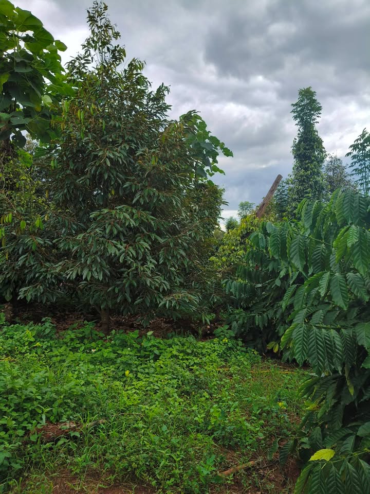 Đất nền thôn Hiệp Tiến - 3600m² giá 2.16 tỷ - Đường ô tô tận nơi!