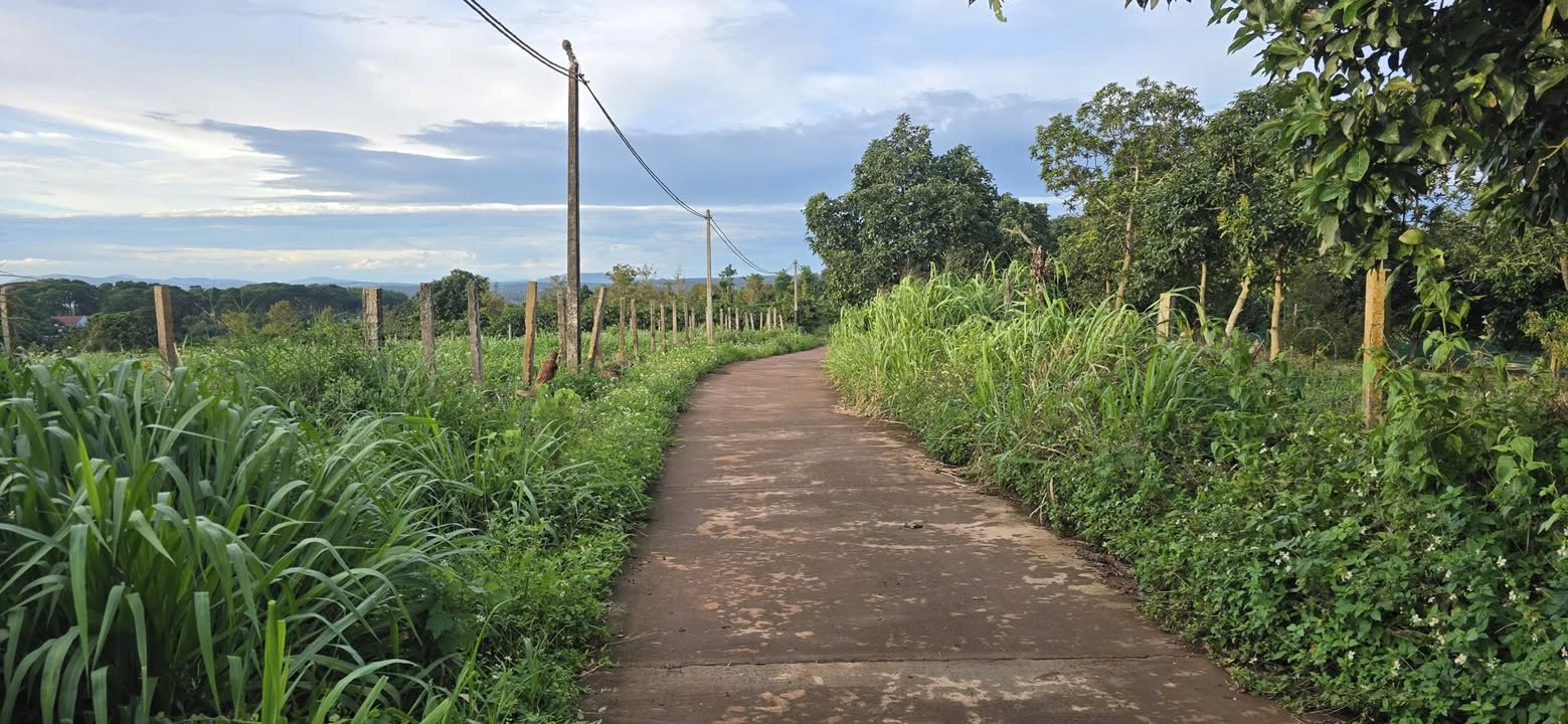 Đất Ea Nam 3500m² giá 1.65 tỷ - Mặt đường ô tô thuận tiện