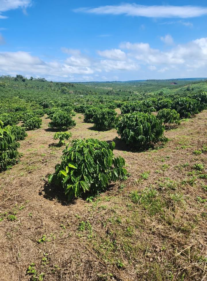 Đất thổ cư 8.5 sào tại thôn 7 Lộc Ngãi - Giá tốt 3.6 tỷ, sổ đỏ chính chủ!