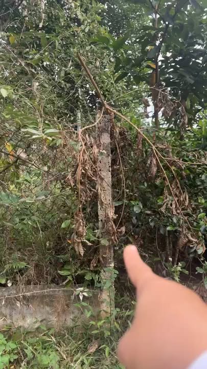 Đất nền Gia Điền Hạ Hòa 8000m² - Đầu tư sinh lời và nghỉ dưỡng lý tưởng!