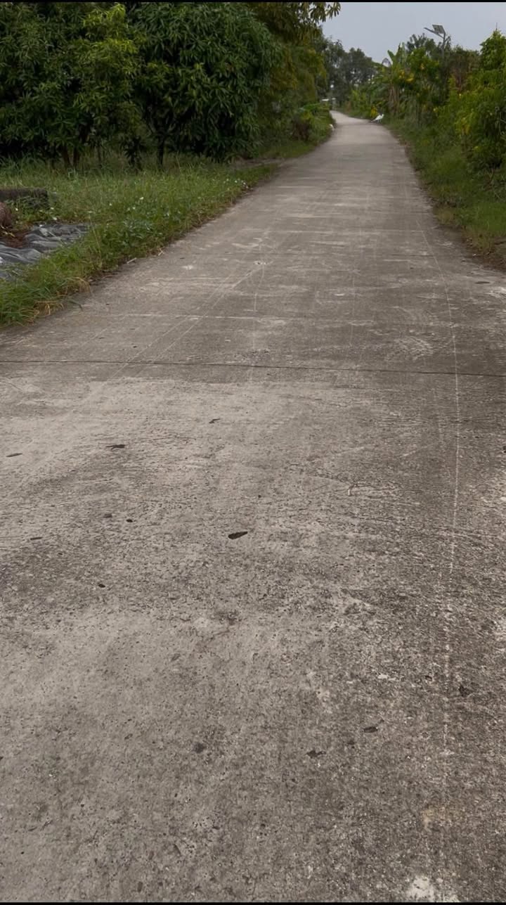 Đất Lúa 4736m² Lý Văn Lâm, Cà Mau giá 2.5 tỷ - Cơ hội đầu tư tiềm năng!