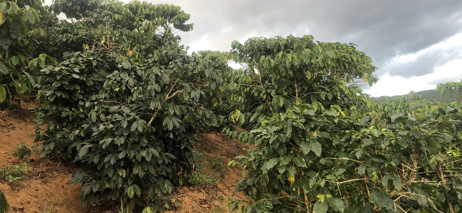 Đất vườn Phú Sơn 5000m² giá 700 triệu - Đầu tư tiềm năng tại Lâm Đồng!