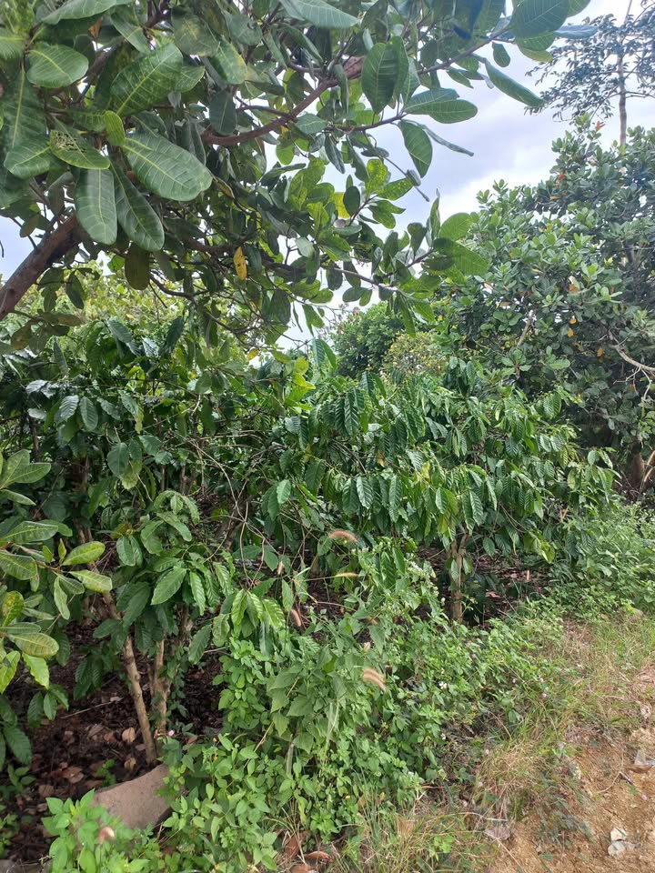 Đất vườn 8.300m² tại thôn 2, Nam Dong chỉ 1.45 tỷ - Đầu tư sinh lời ngay!