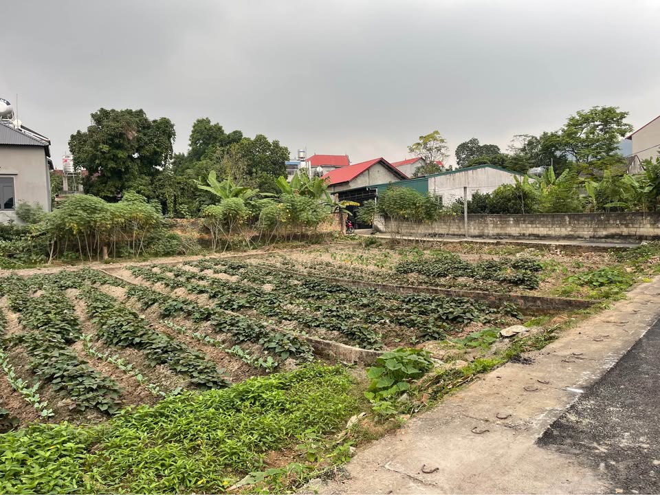 Đất nền Kim Long, Tam Dương 100m² giá chỉ 1.4 tỷ - Cơ hội đầu tư tuyệt vời!