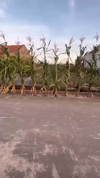 Bán lô đất thổ cư 80m² Xóm 6 Nam Điền, Nghĩa Hưng chỉ 700 triệu - Đầu tư sinh lời ngay!