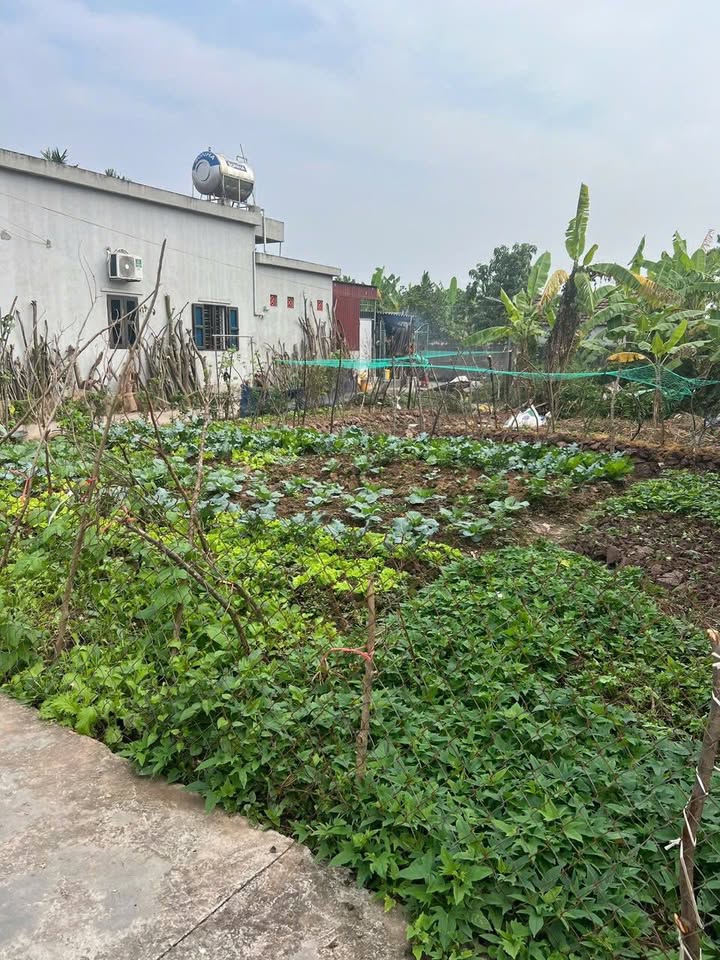 Đất nền biệt thự xóm 4 Hải Hưng 280m² - Tiềm năng sinh lời cao!