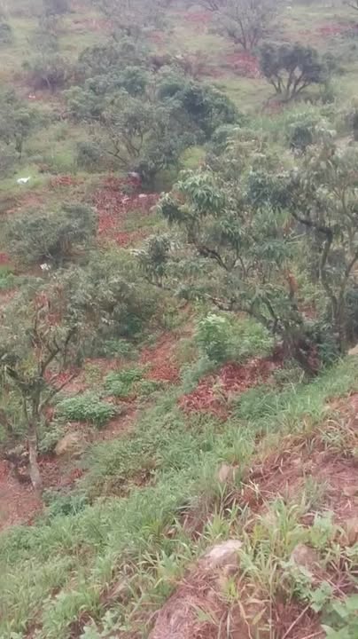 Đất nền Tân Mộc Lục Ngạn 5823m² giá 990 triệu - Tiềm năng đầu tư lớn!