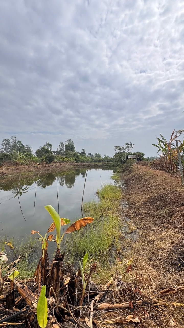 Đất CLN 3 Công tại Tây Huề 3, Mỹ Hòa, Long Xuyên - Giá 7.2 tỷ, Thương lượng ngay!