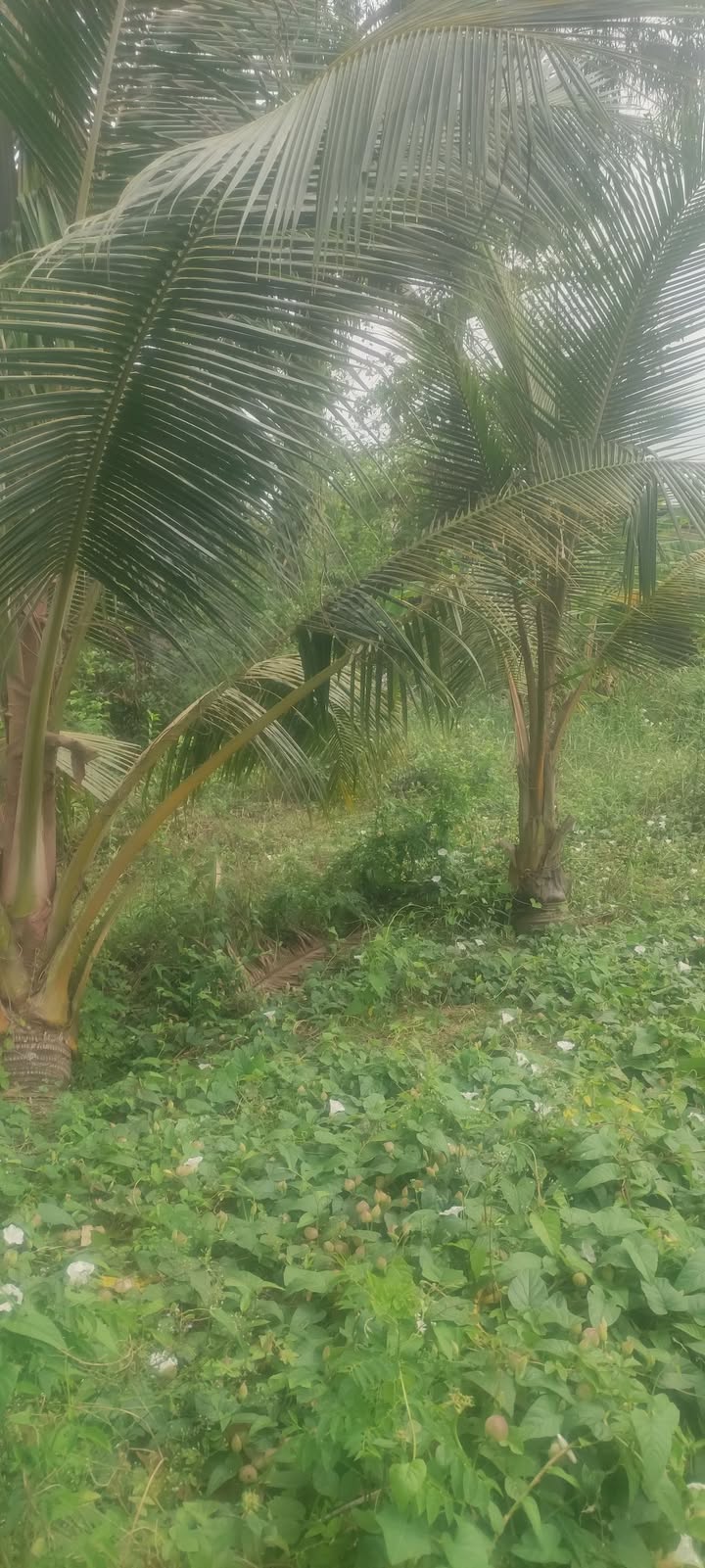 Đất nền 1450m² view sông tại Phú Hoà, Thoại Sơn - Cơ hội đầu tư tuyệt vời!